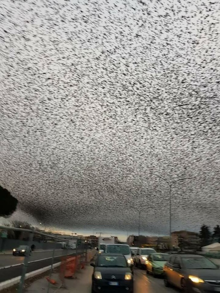 7. Hunderttausende von Staren bedecken den Himmel von Rom.