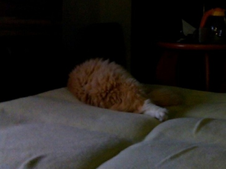 11. A fried chicken thigh? No, just a cat relaxing on a bed ...
