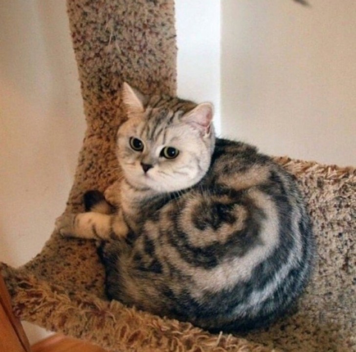 7. A cat with a body that looks like a snail!