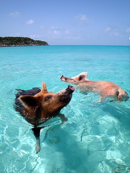 11. Wir wissen dass das Meer auf den Bahamas nicht enttäuscht, aber was sagt ihr zu einem Bad mit den Schweinen? Hier ist es eine ganz gewöhnliche Sache!