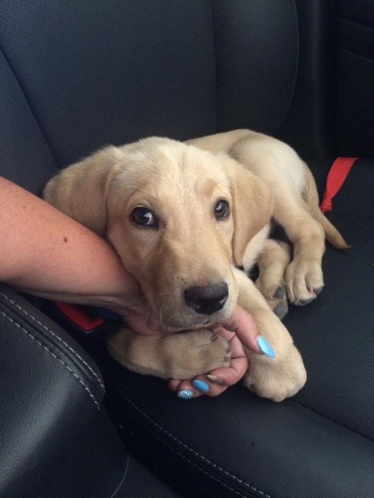 "This is Arlo and he stays calm in a car only if someone holds his hand."