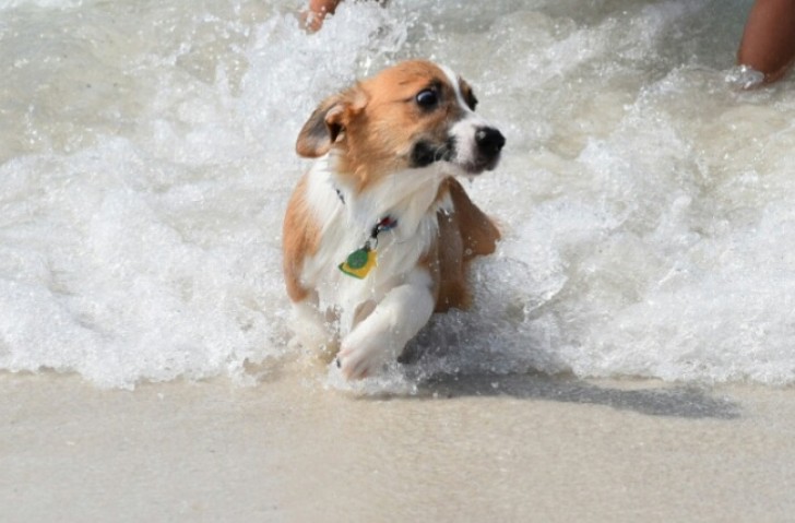 "När du är en vuxen hund men du är fortfarande väldigt rädd för vågorna."