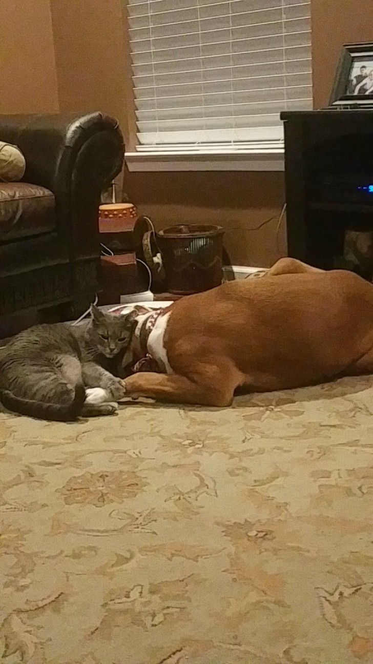 This dog is terrified of fireworks, but the cat has decided to give him moral support.