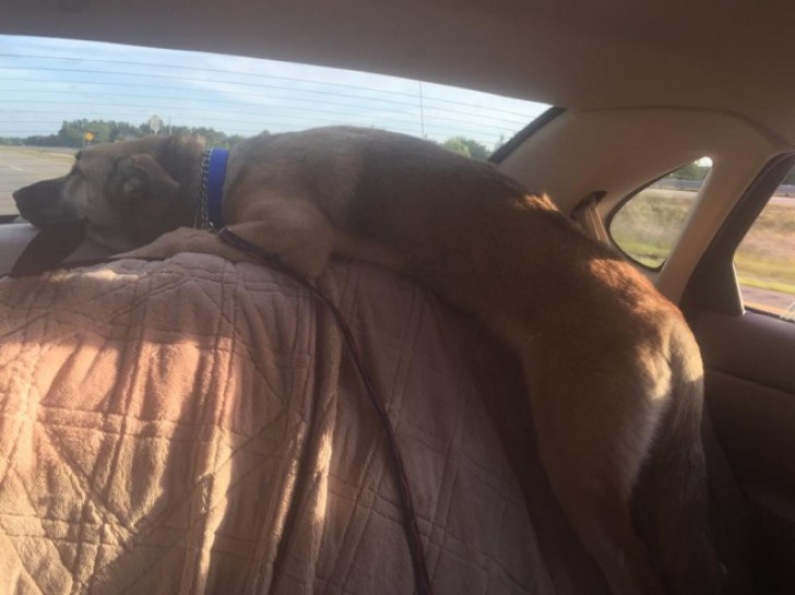 "My parents' dog has been traveling like this in the car since he was a puppy ... Only now he has grown up a little!"