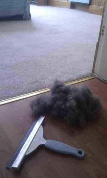 Mit dem Fensterputzer ist es kein Problem mehr, Haare vom Teppich zu entfernen.