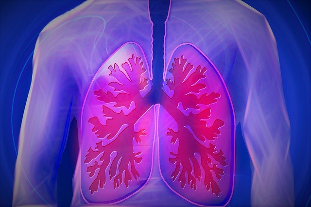 Die Lungen vergrößern ihr Volumen