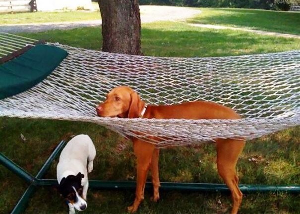 Oh, well, hammocks are not for everyone!