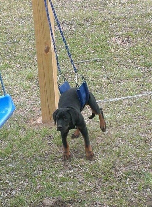 "I do not understand why humans find a swing so entertaining ..."