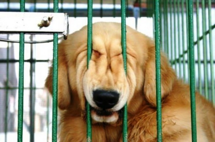 Poor puppy, he pushed his face a bit too hard on the bars and now he's stuck.