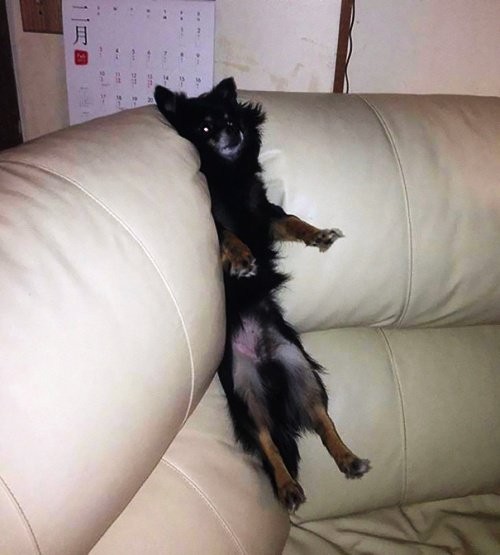 "J'ai tellement dormi que je ne peux plus descendre du canapé."