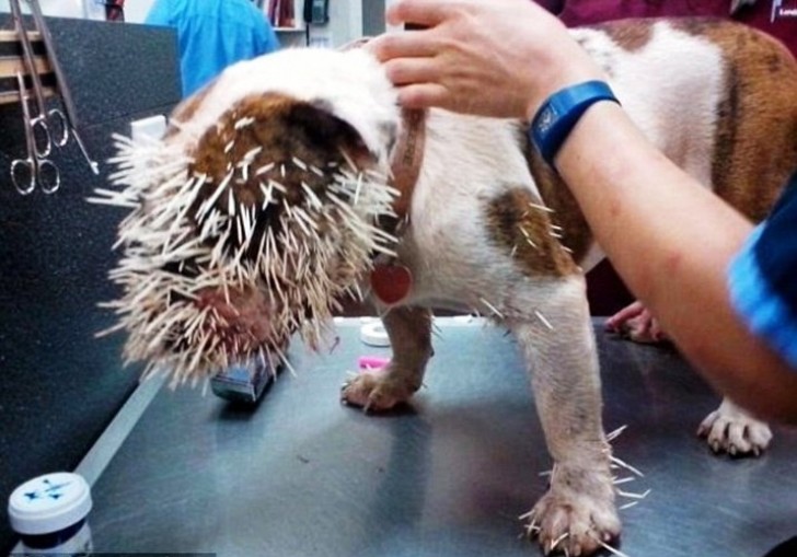 This dog has just met its first porcupine in the worst way ...