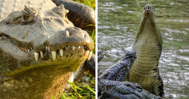 Alligatore e coccodrillo