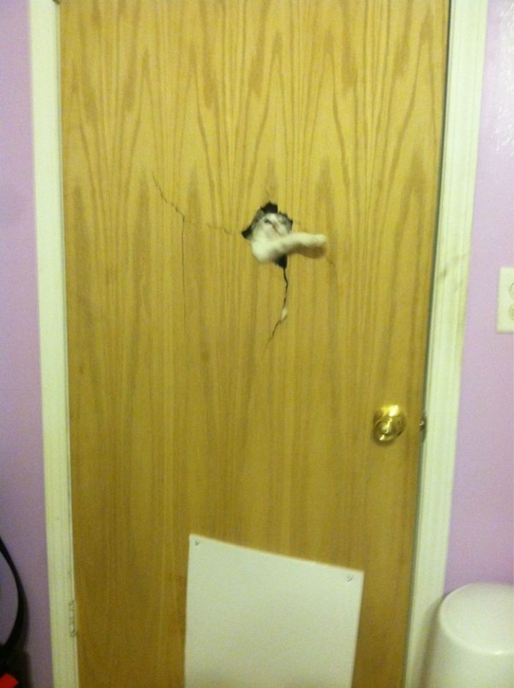 Ah, an important tip --- never lock out a cat.