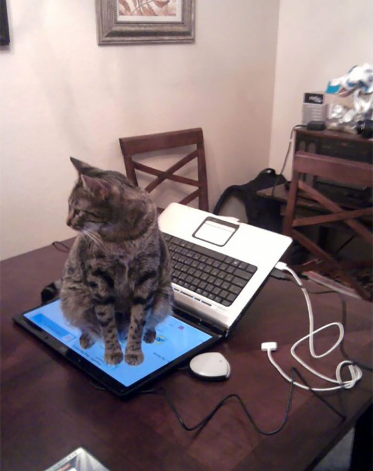Cats simply adore (breaking) PCs and laptops!