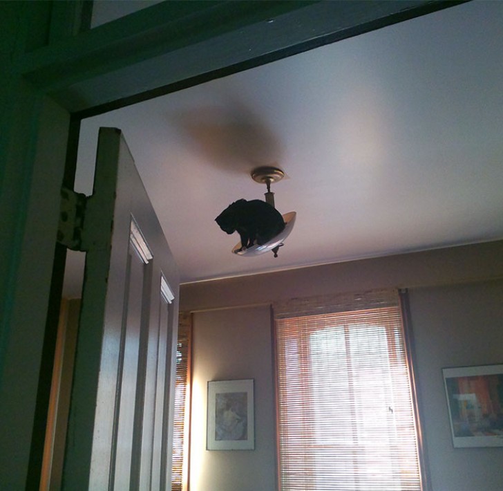 "Our cat has recently discovered that he can climb up on everything ..."