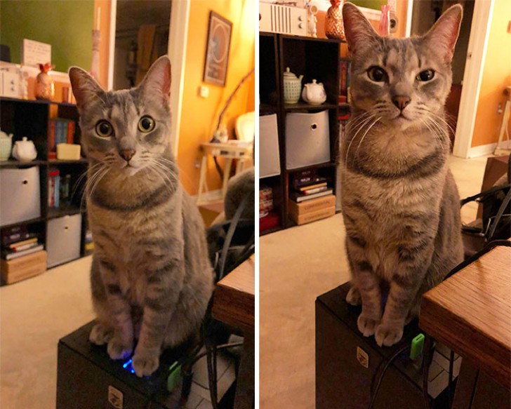 If you have a cat, do not buy a PC with a power button that is clearly visible because you could lose hours and hours of work!