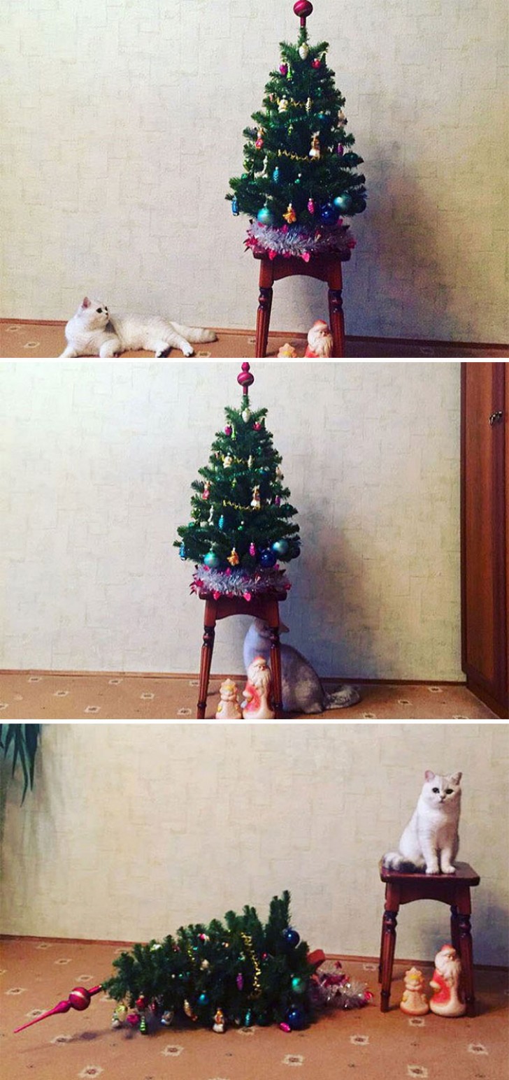 The short story of a Christmas tree (with a cat at home).