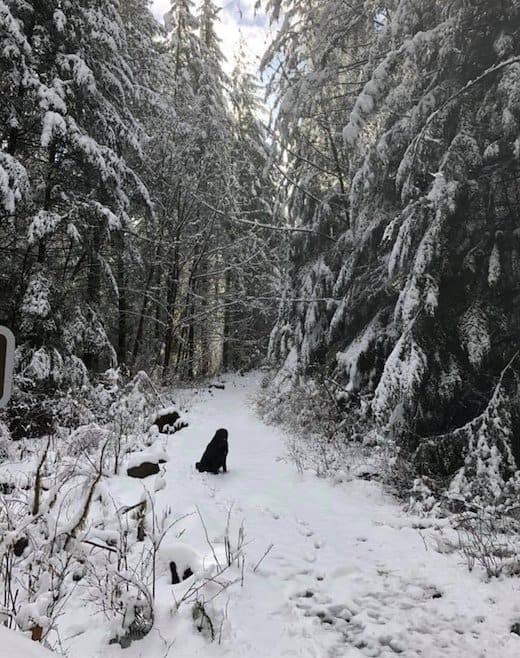 Scott en zijn vrouw waren net begonnen met lopen, toen ze in het besneeuwde landschap een donkere figuur voor zich zagen.