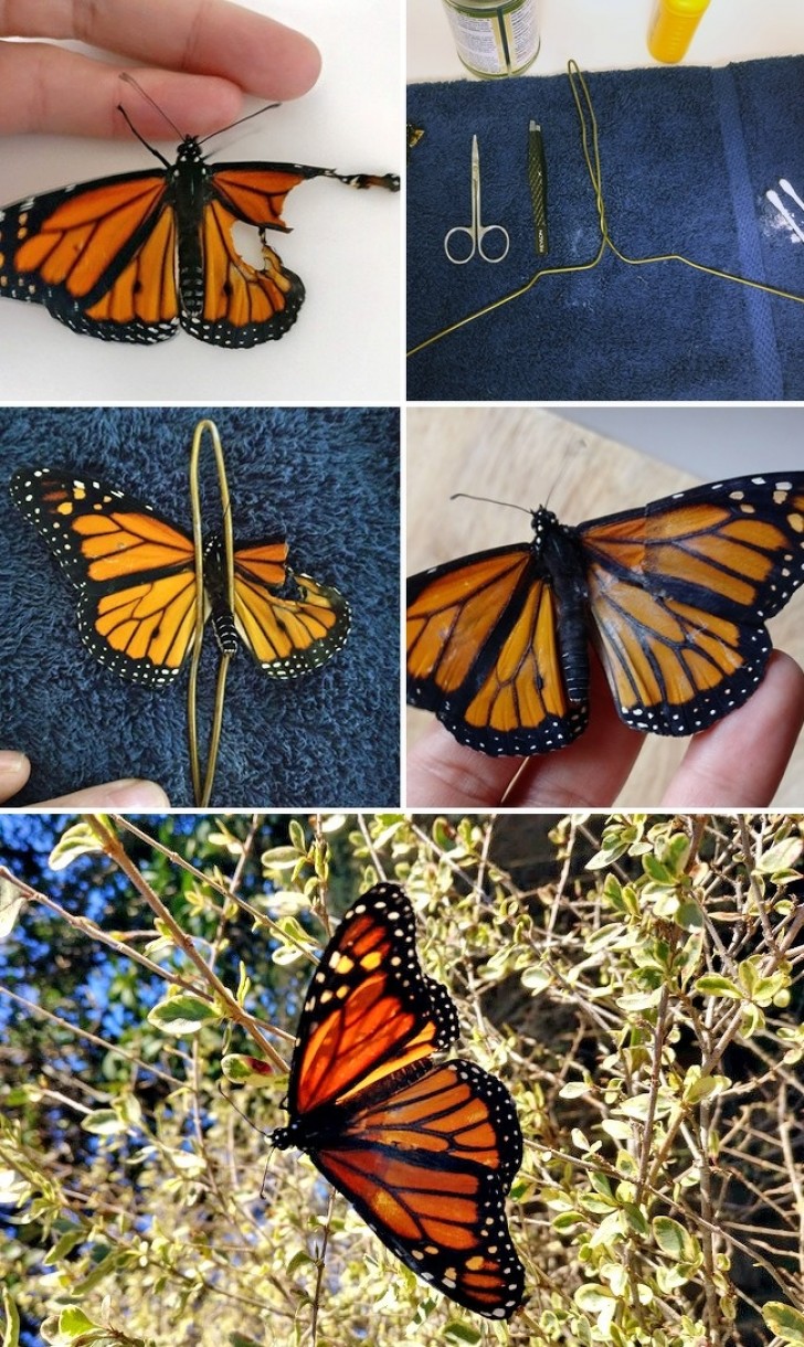 And when everyone thought this Monarch butterfly would never fly again, this woman shows her humanity and compassion ...