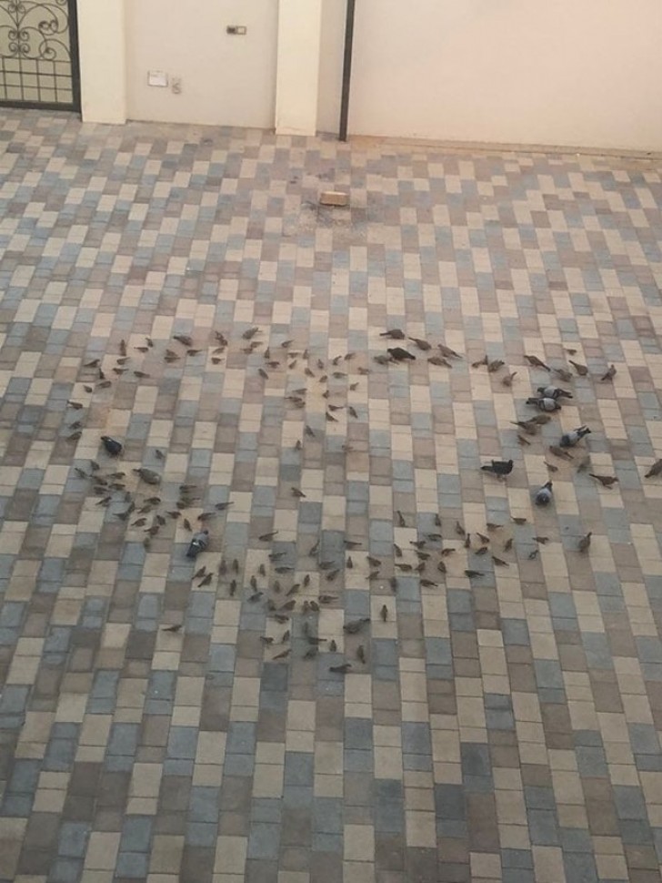 O marido posicionou a comida para passarinhos em modo a formar um coração para sua mulher.