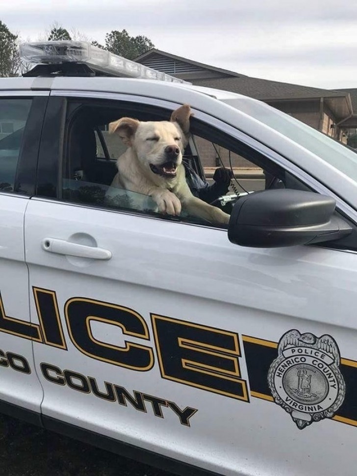A polícia leva de volta para casa um cachorro desaparecido.