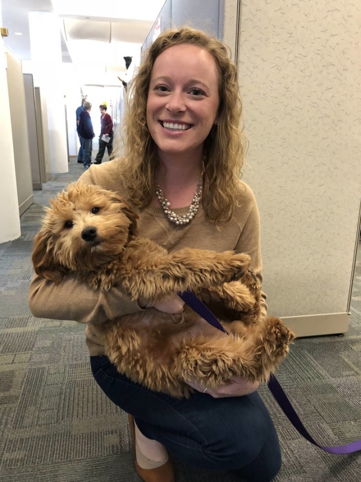 Dogs in the office? In this case not only can they enter, but they can even become a mascot, like little Jack!