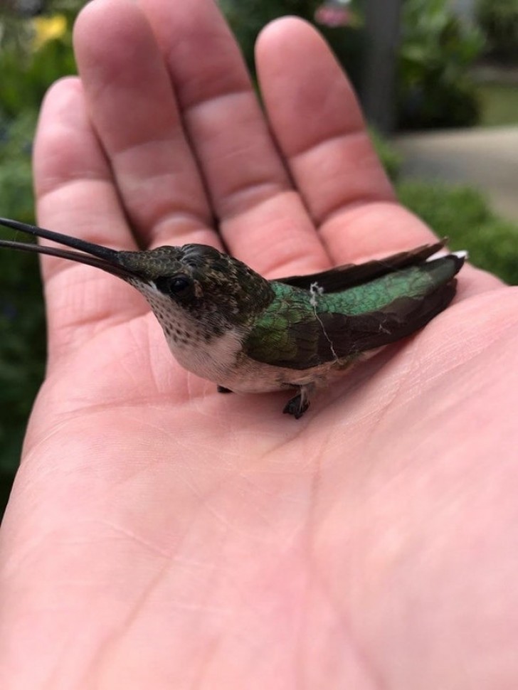 A dad imparts a valuable lesson to his son by saving this little birdie from a spider's web, now it can fly away and be free ...