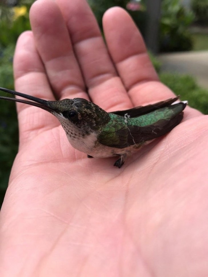 Um papai ensina uma preciosa lição ao filho: salvou o beija-flor que havia ficado preso em uma teia de aranha e agora ele está livre para voar.