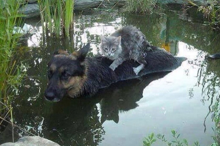 O cão salva a vida de um pequeno gatinho durante uma enchente na Bósnia.