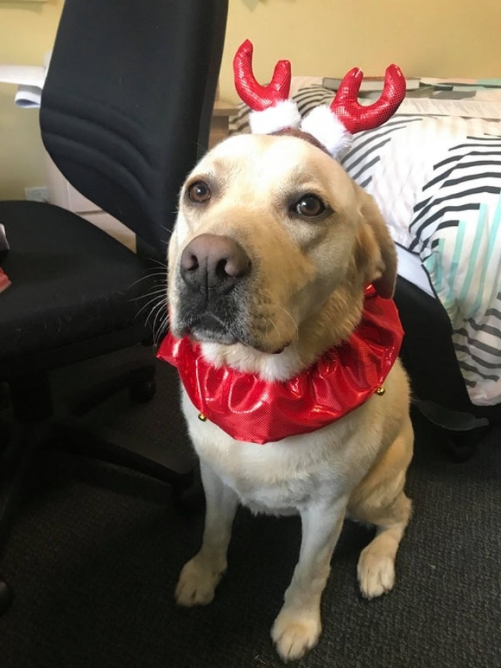 Este no es un perro cualquiera, sino un compañero de soporte para las personas con discapacidad