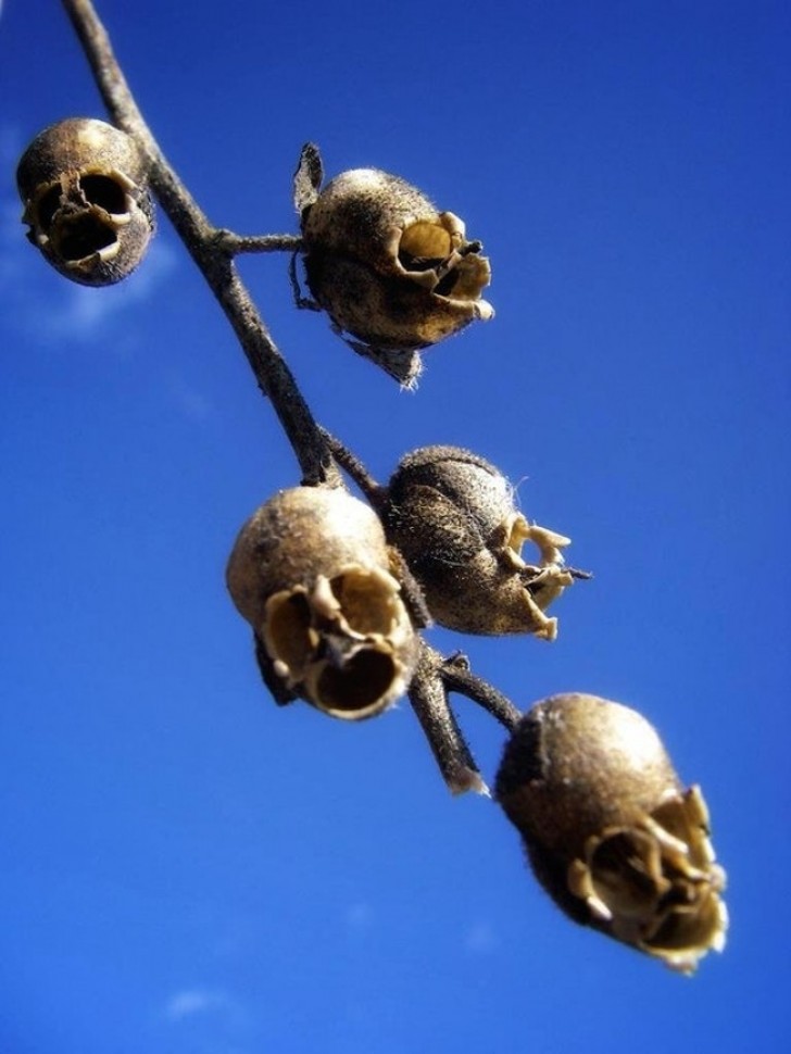 8. When they are alive and blooming they are beautiful but when they fade ... they turn into disquieting skulls.