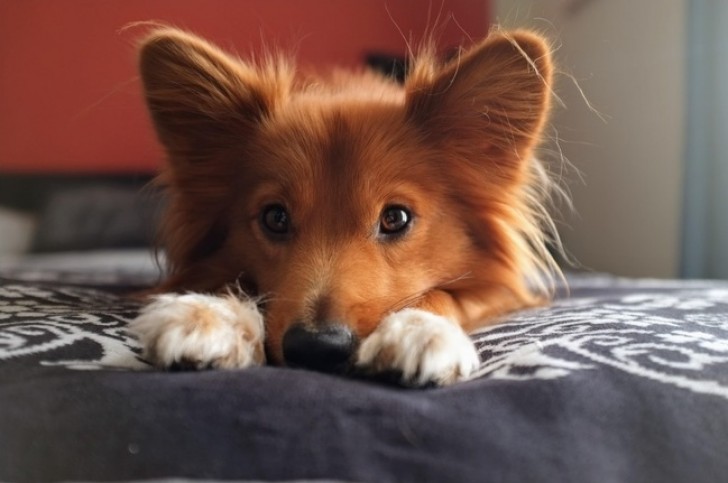 9. This dog looks exactly like a fox