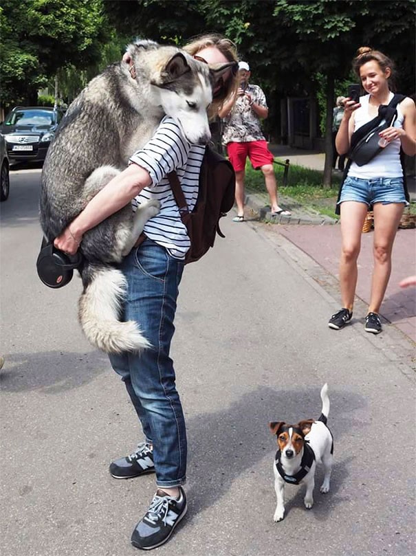 Man weiß ja, dass Jack Russen sehr gefährlich sind: sich vor ihnen zu verstecken ist das Beste, was man machen kann!