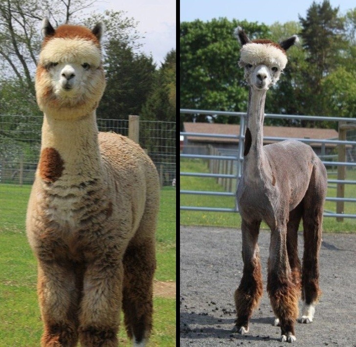 17. A example of how alpacas look before and after shearing.