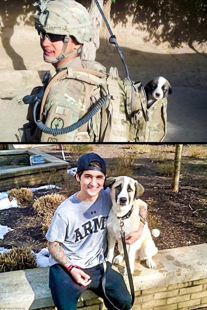 7. He adopted this puppy in a foreign country while in the military and brought it home --- and now they are inseparable.