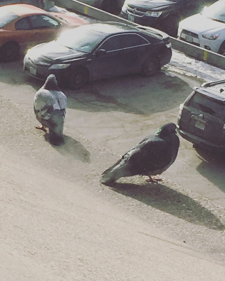 Twee dikke duiven op zoek naar hun auto.