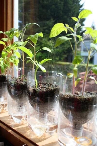 3. Petits pots avec une irrigation autonome pour commencer à faire pousser des graines et des plantes.