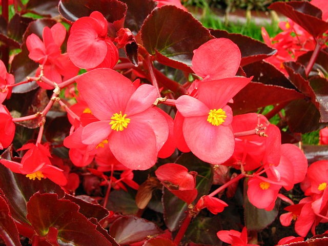 Bégonias