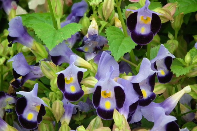 Torenia