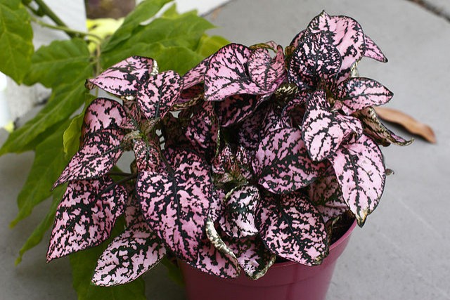 Hypoestes