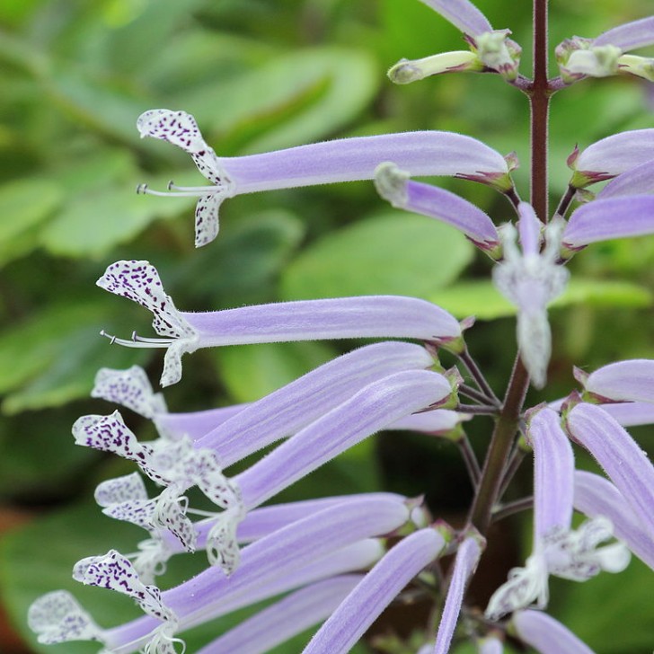 Plectranthus