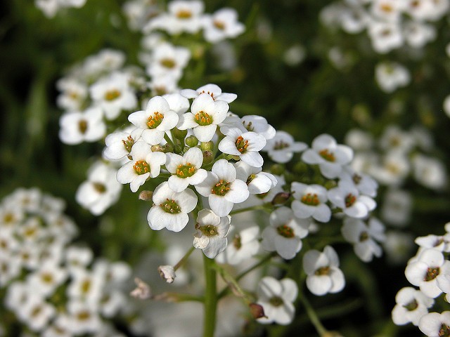 Alisso ou flor de mel