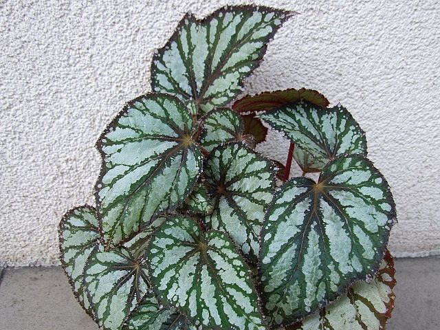 Gryphon Begonia