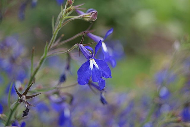 Lobelia