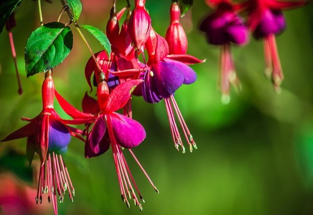 Fuchsia