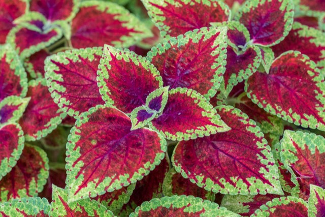 Coleus