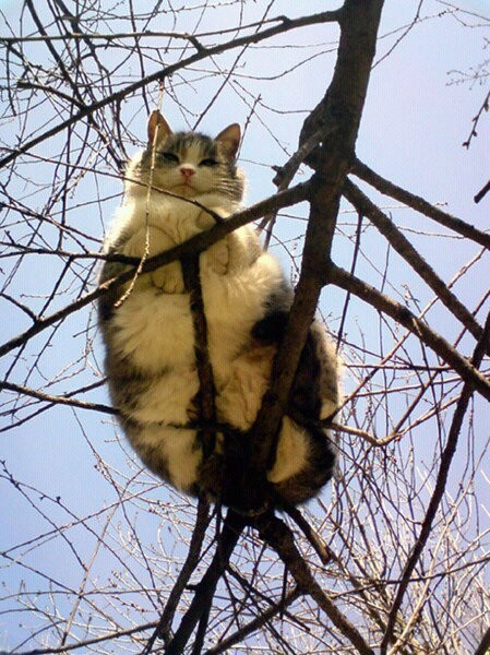 Despite his physique, which is not exactly athletic ... he still managed to climb up there!