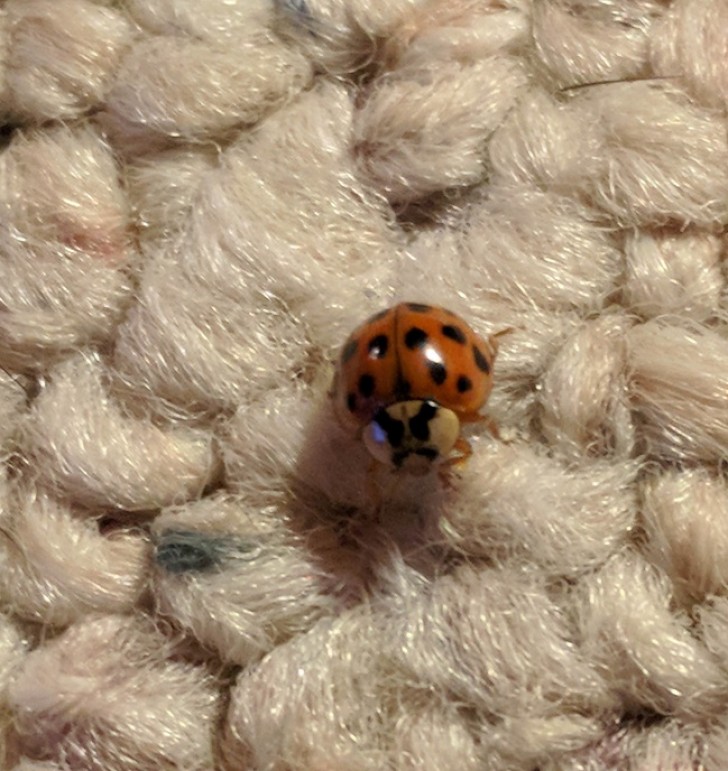 A ladybird that looks very angry, indeed!
