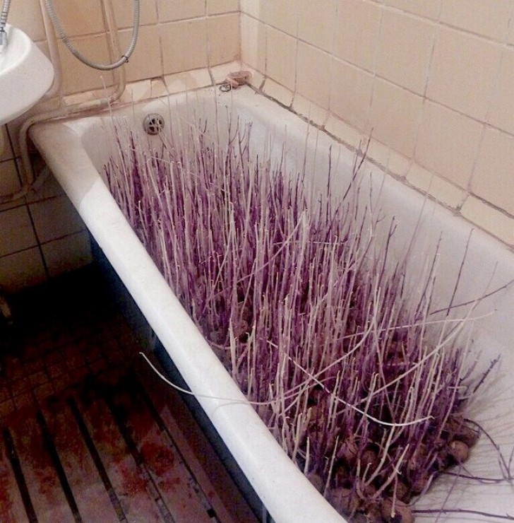 Los brotes de esta papa parecen los cabellos de un gigante en la vasca del baño...Horrible!