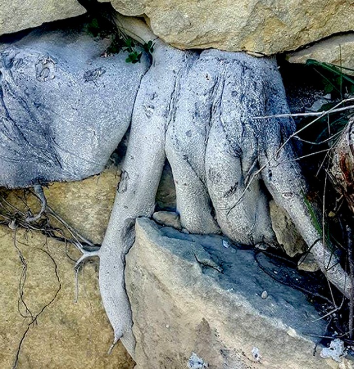 Tree roots that look like the fingers of a hand --- a classic.